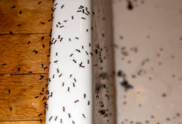 Best Residential Pest Control  in Herriman, UT