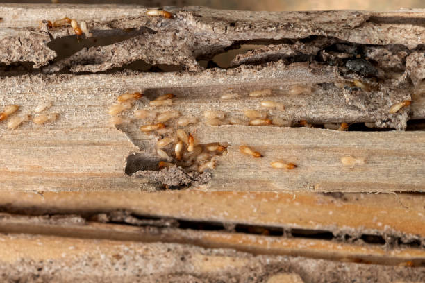 Herriman, UT Pest Control Company